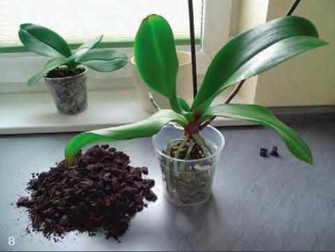 Выбор грунта и горшка для орхидеи