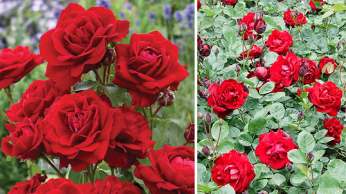 Красные и розовые розы флорибунда
