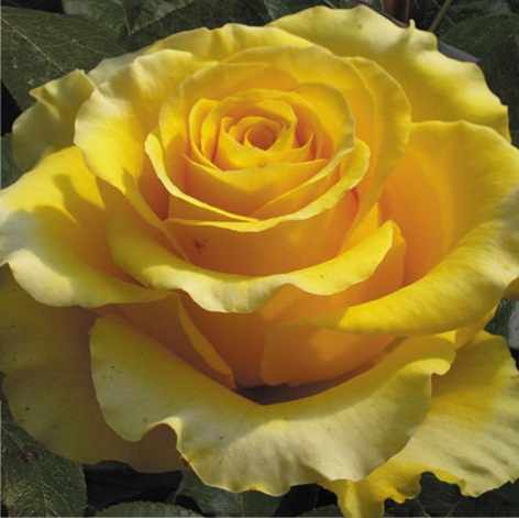 Внешнее описание розы «Фрезия»