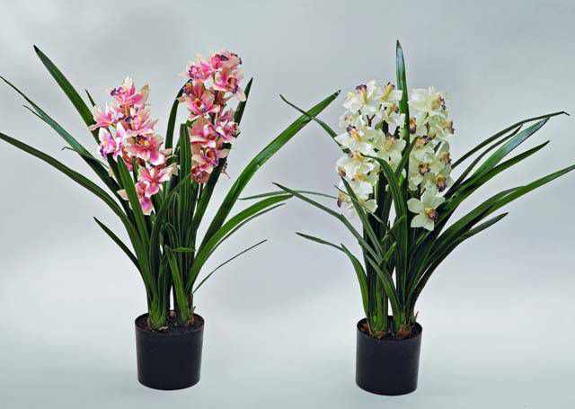 Описание орхидеи Цимбидиум