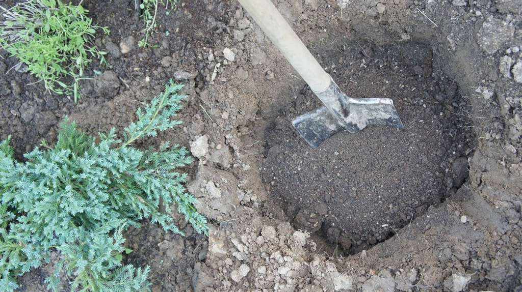 Для сорта подходит суглинистая почва