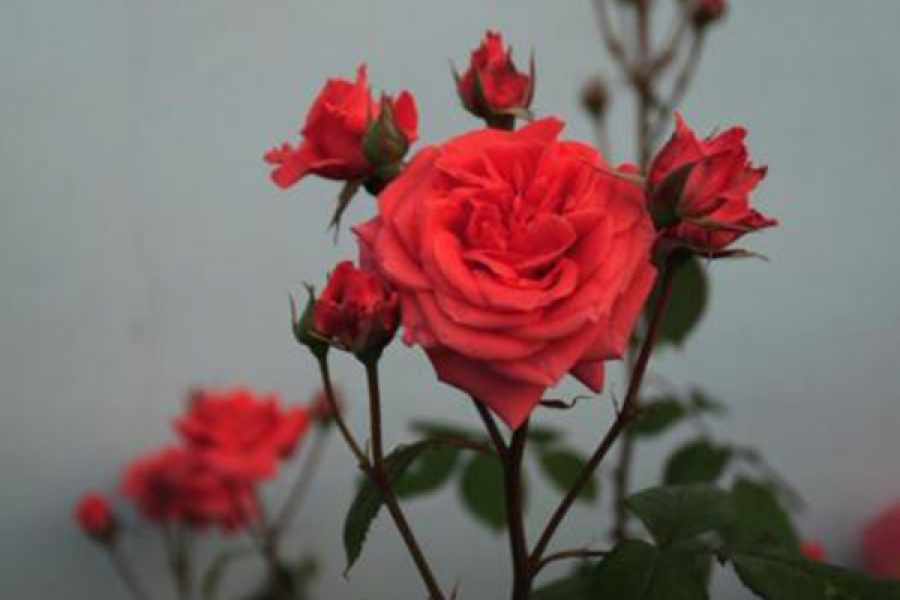 Чайно-гибридная роза Даллас