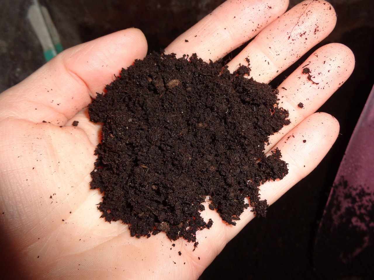 Почва для рассады желтой герани
