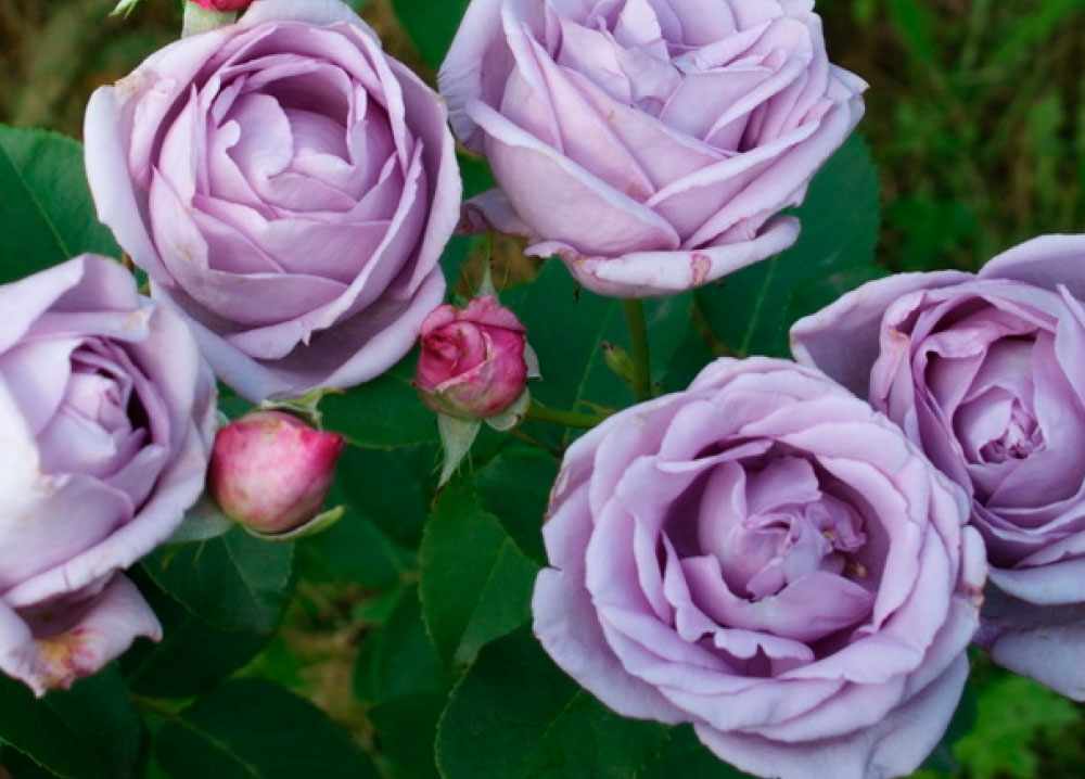 Фиолетовая роза Индиголетта