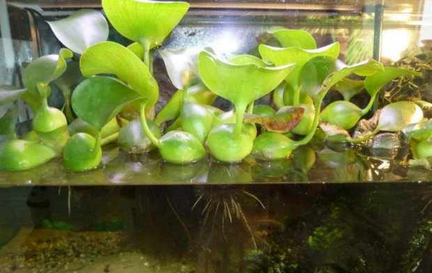 водный гиацинт в аквариуме