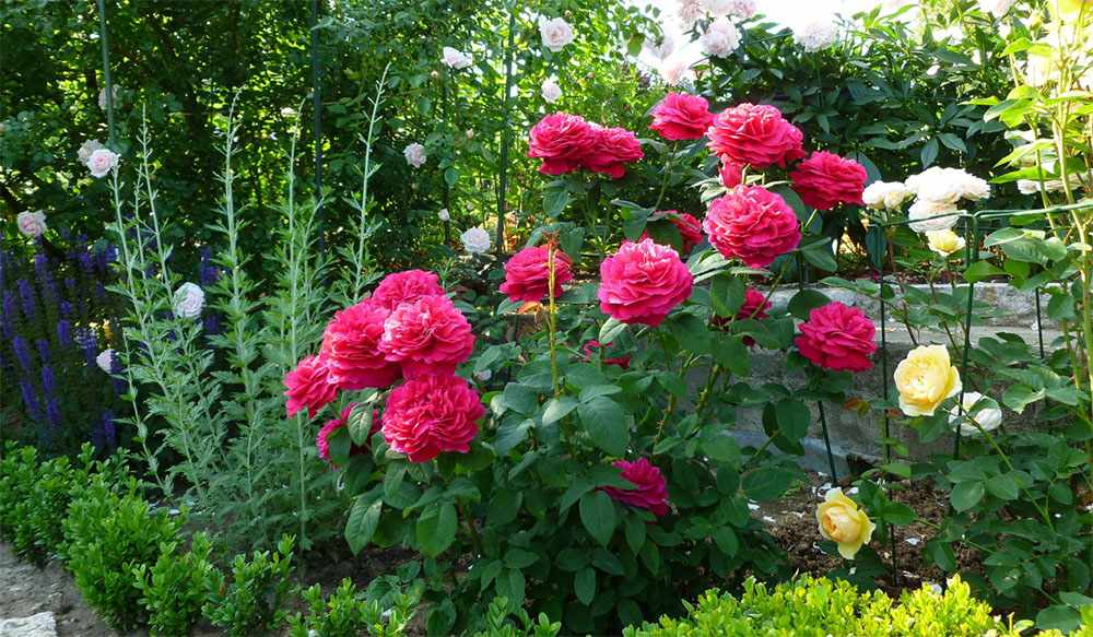 Куст розы Фальстаф, условия выращивания