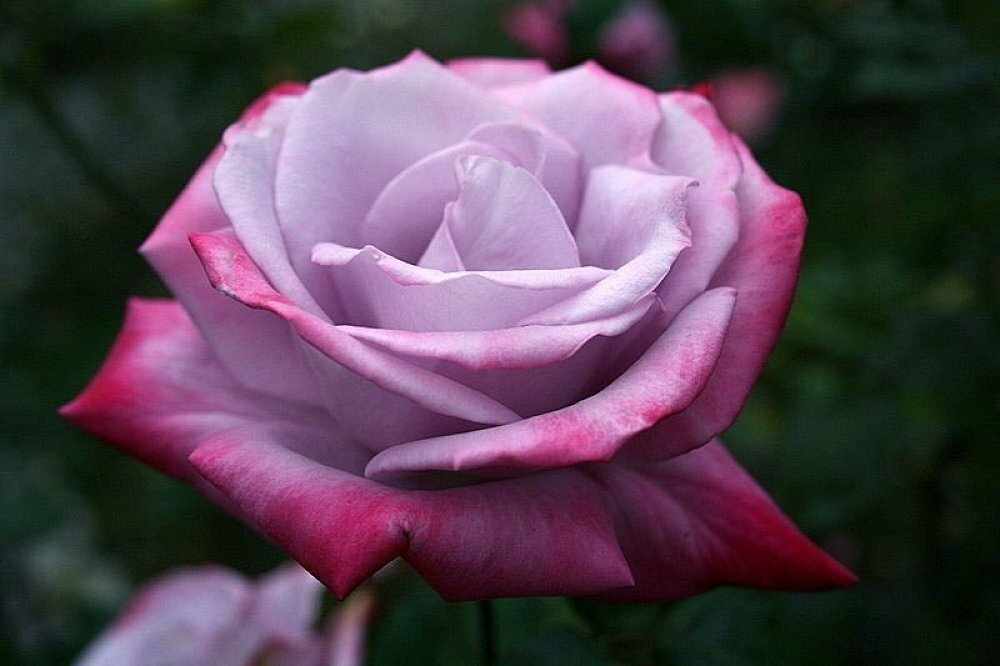 Сиреневая роза Парадиз