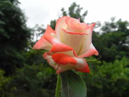 Достоинства и недостатки розы императрица Фарах