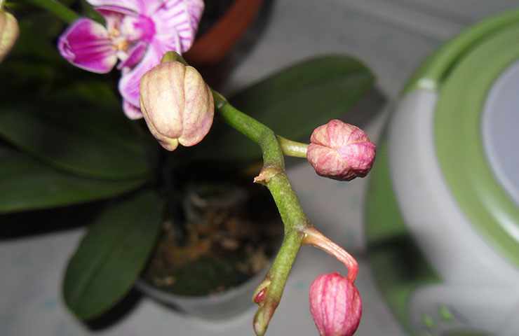 Увядание бутонов у орхидей