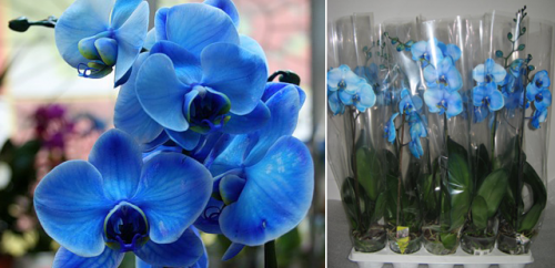 Синяя орхидея фаленопсис: