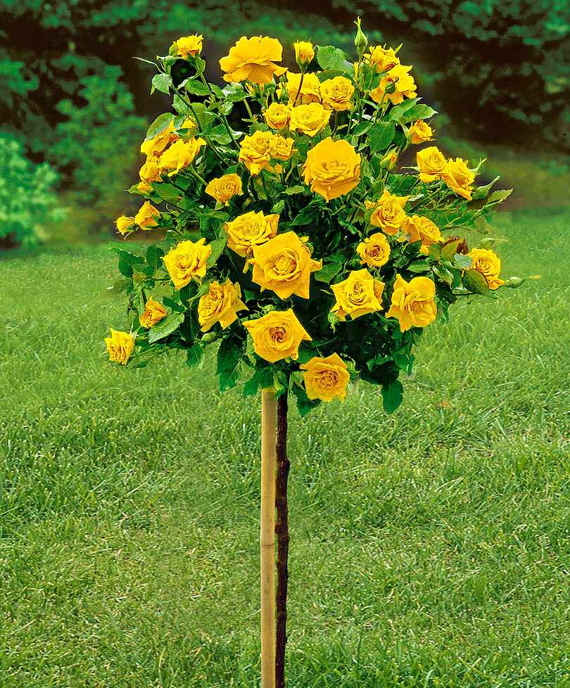 Выбор места для выращивания розы Артур Белл