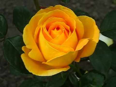 Цветение чайно-гибридной розы Керио