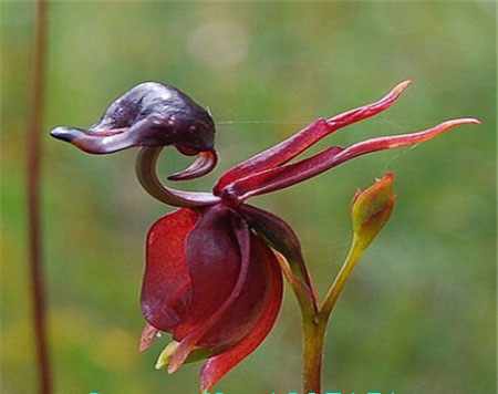 Орхидея Калеана