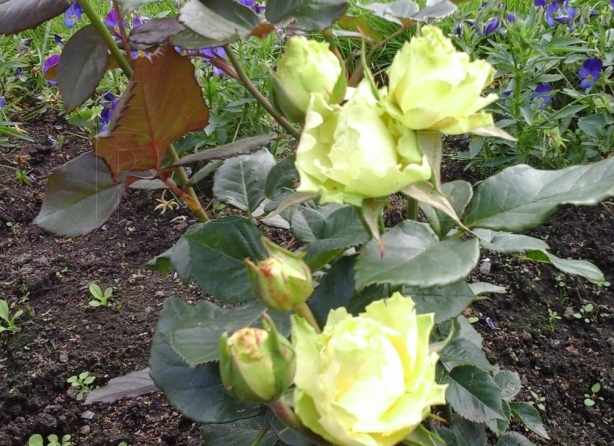 Роза лимбо в саду