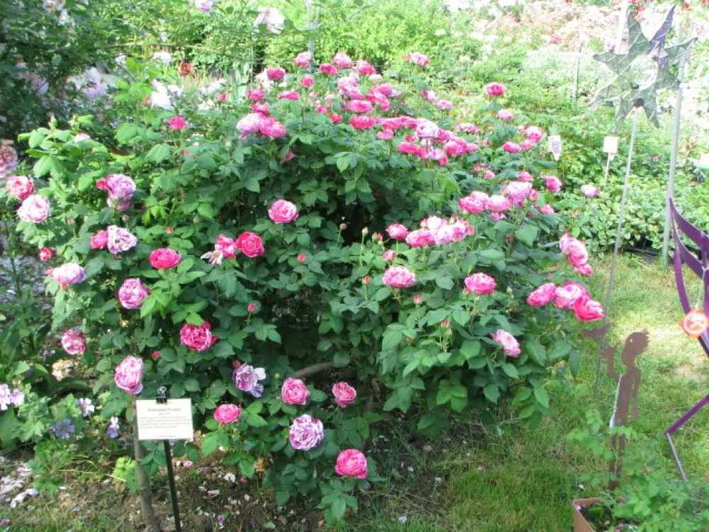 Условия выращивания розы Фердинанд Пичард
