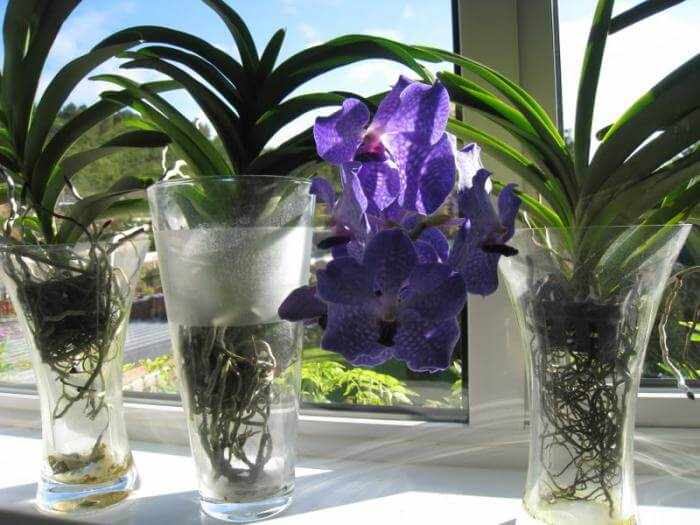 Выбор места и условия содержания орхидеи Ванда