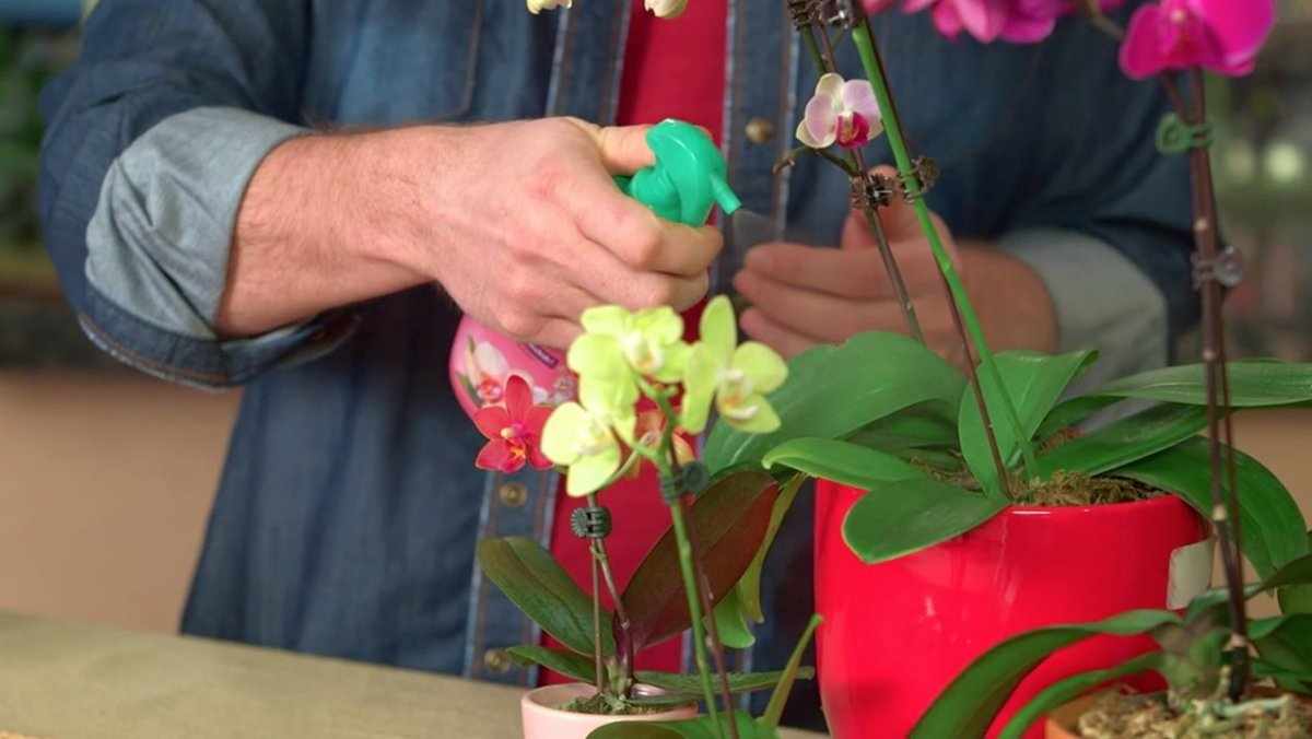 Подкормка орхидей: советы