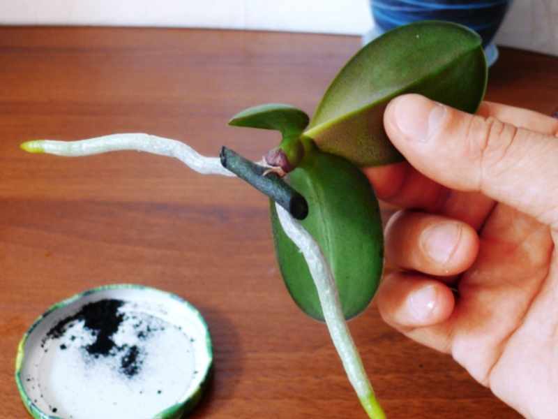Размножение орхидеи детками