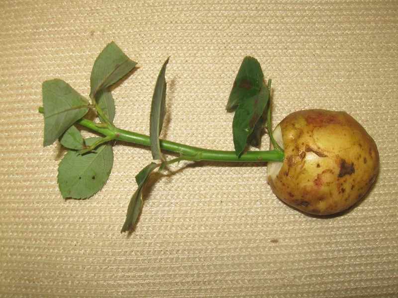Посадить розу в картошку