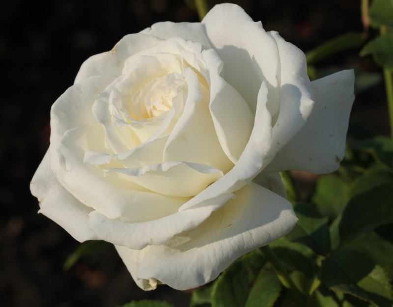 Цветение чайно-гибридной розы Анастасия
