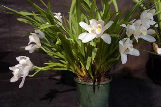 Эбернеум орхидея