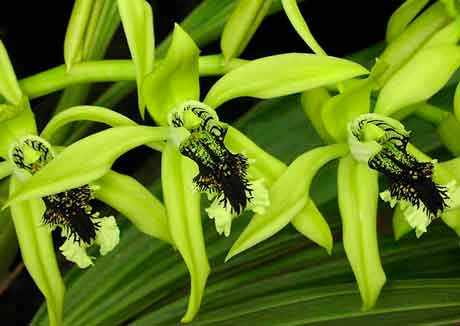 Орхидея Целогина