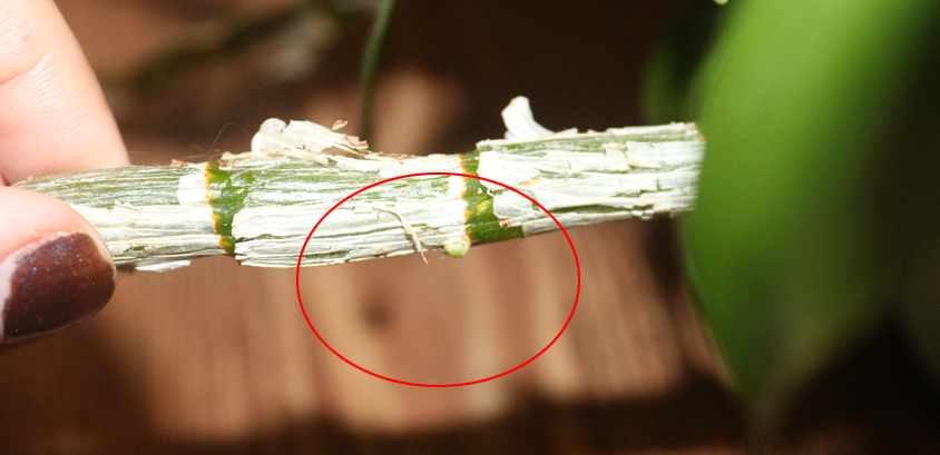 Размножение орхидеи Дендробиум Нобиле псевдобульбой
