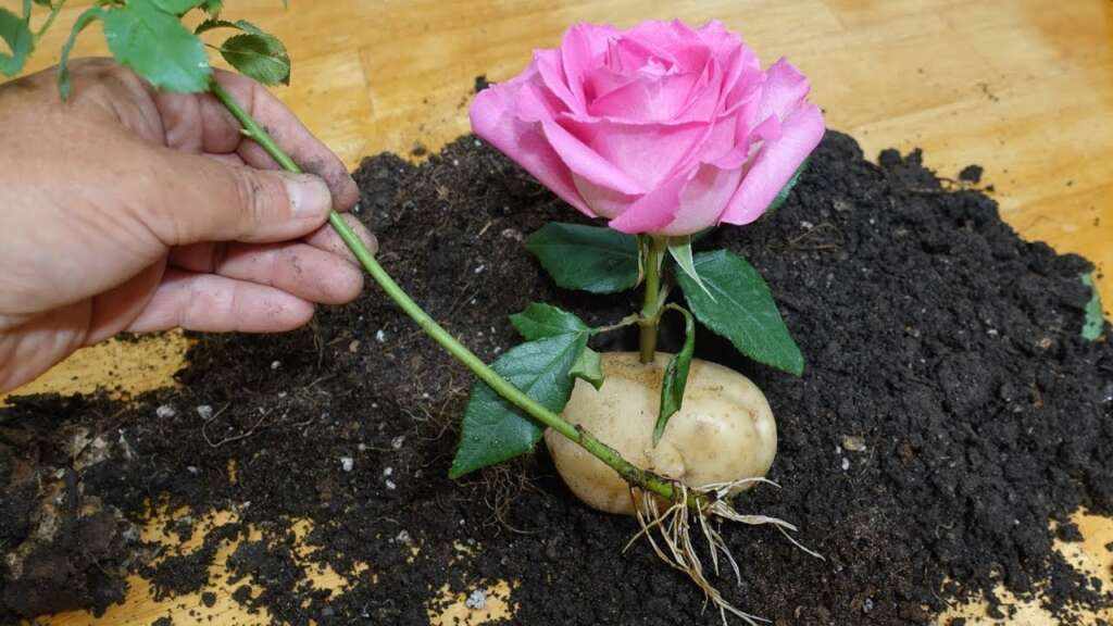 Комнатная роза в картофеле