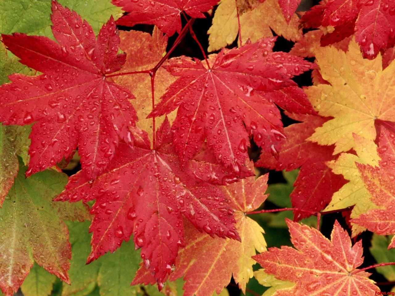 Листья канадского клена