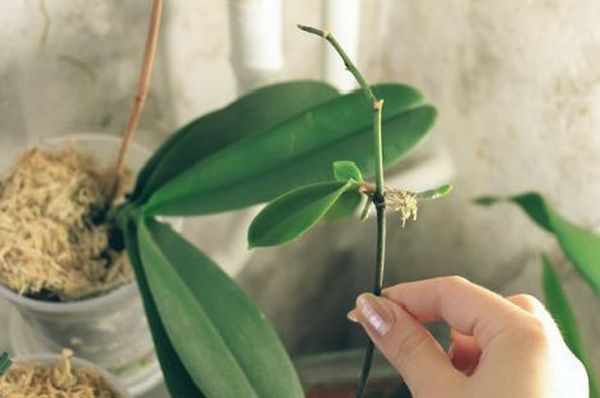 Размножение орхидеи черенками 
