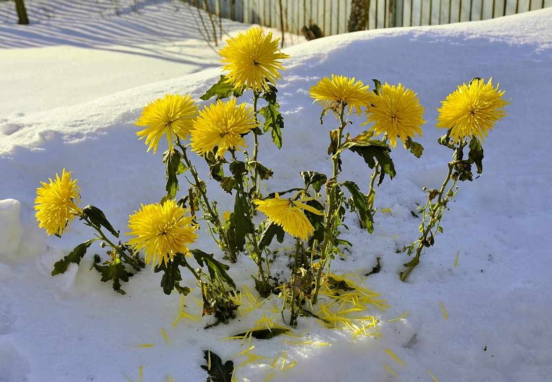 Хризантемы в снегу