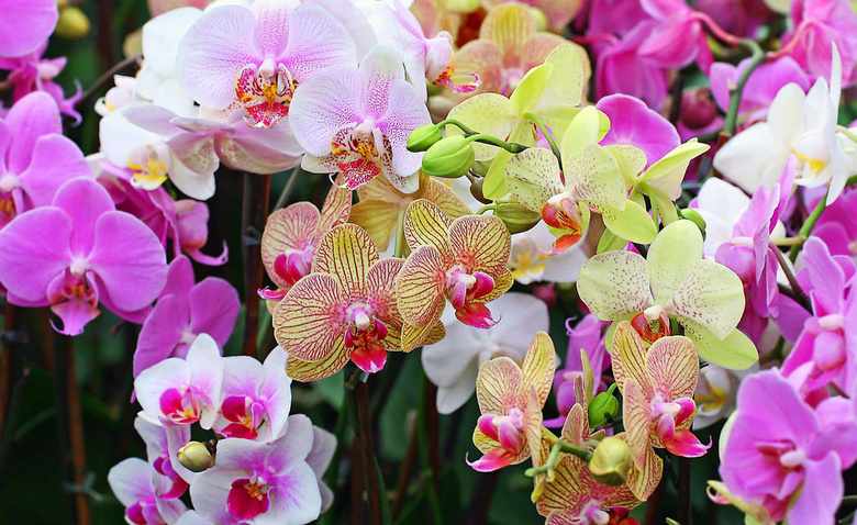 Цветки орхидеи