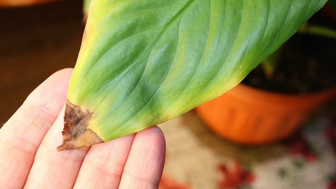 Засохший кончик листьев лимона