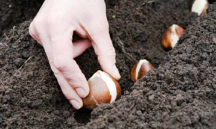 Высаживание луковиц в грунт
