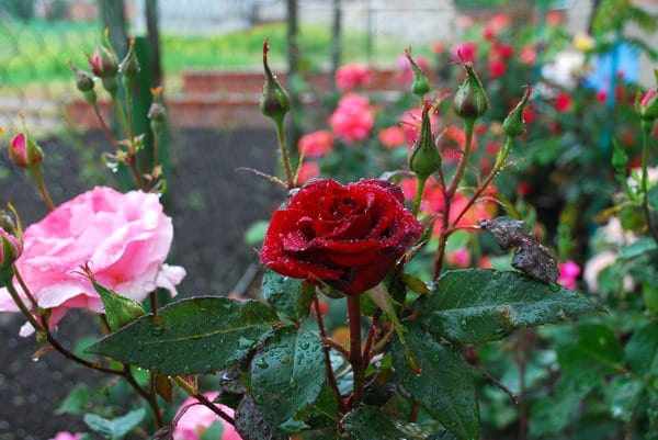 Советы по уходу за розами в саду