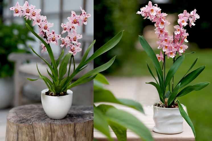 Орхидея Камбрия Кататанте