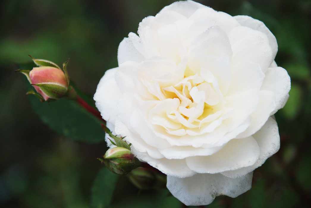 Бутон плетистой розы Айсберг