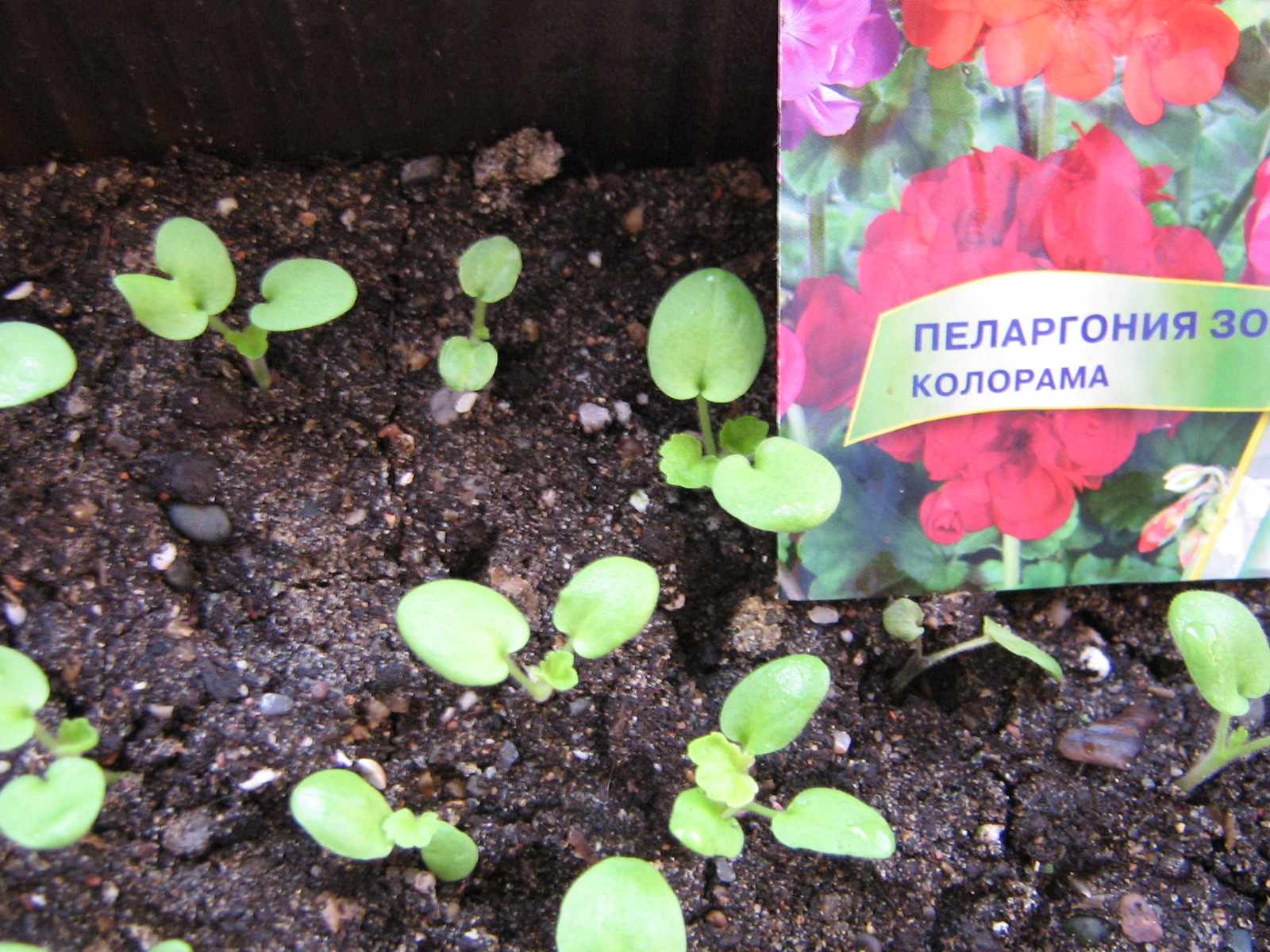 Пеларгония семена посадка