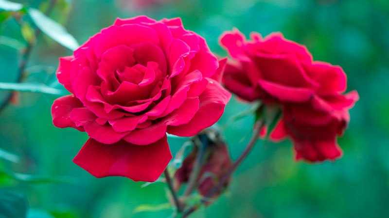 Особенности выращивания роз флорибунда