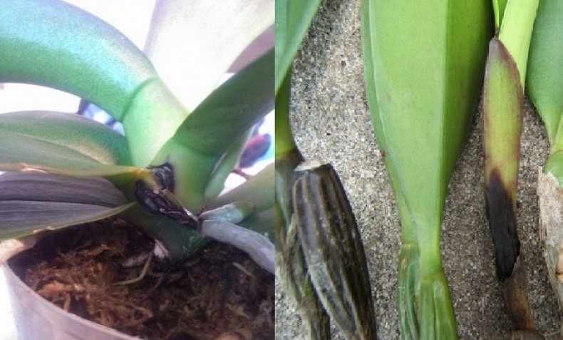 Черная гниль у орхидей