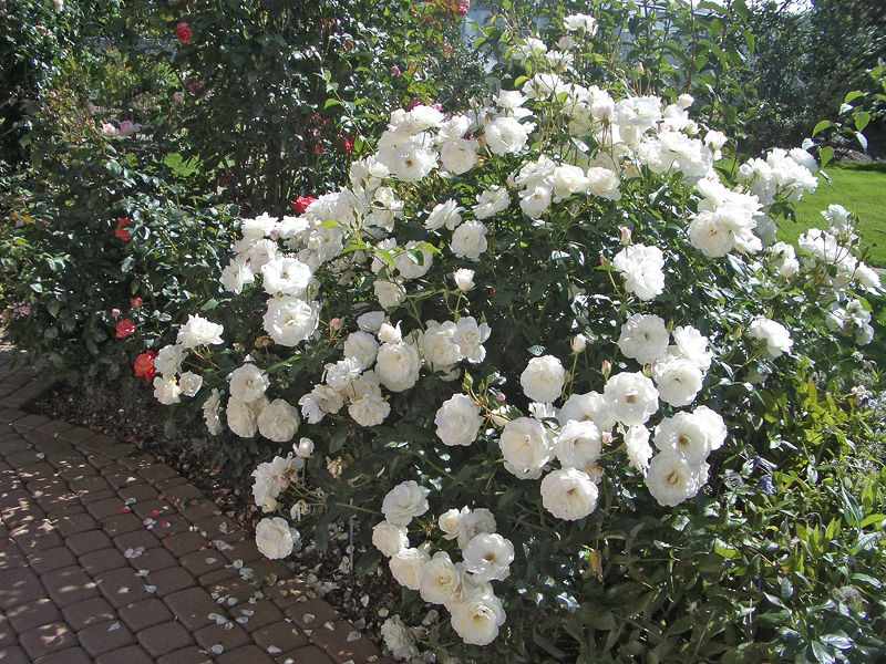 Куст розы флорибунды Шнеевитхен 
