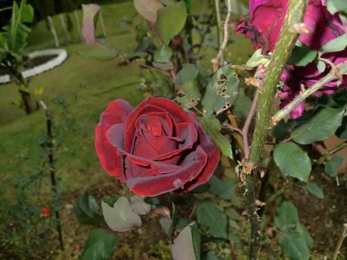 Выбор места посадки и условия содержания розы Черный принц