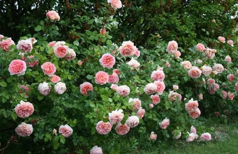 Выбор место для выращивания розы абрахам дерби
