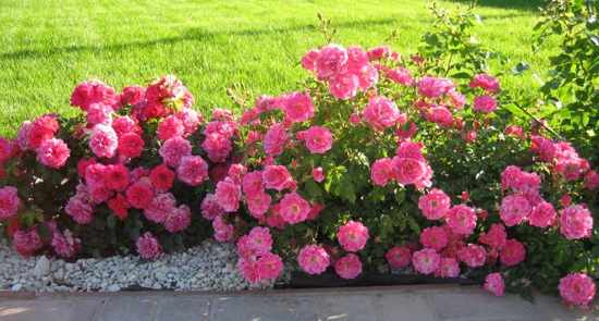 Сотрта и виды полиантовых роз