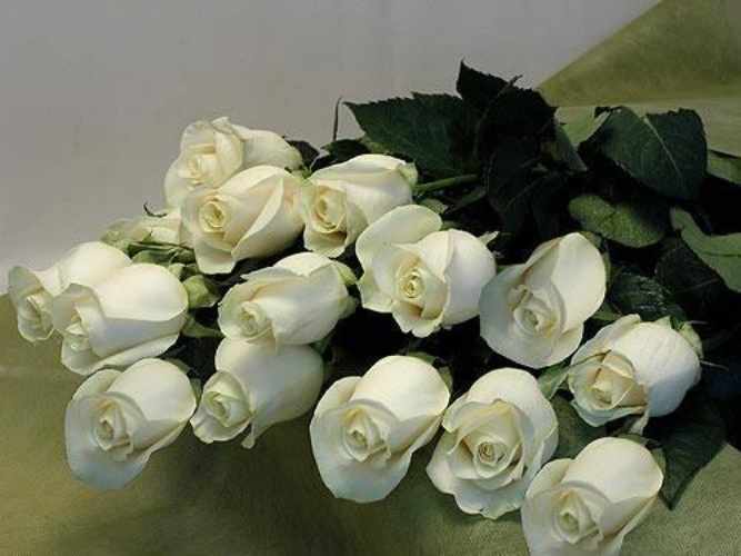 Фото белых роз