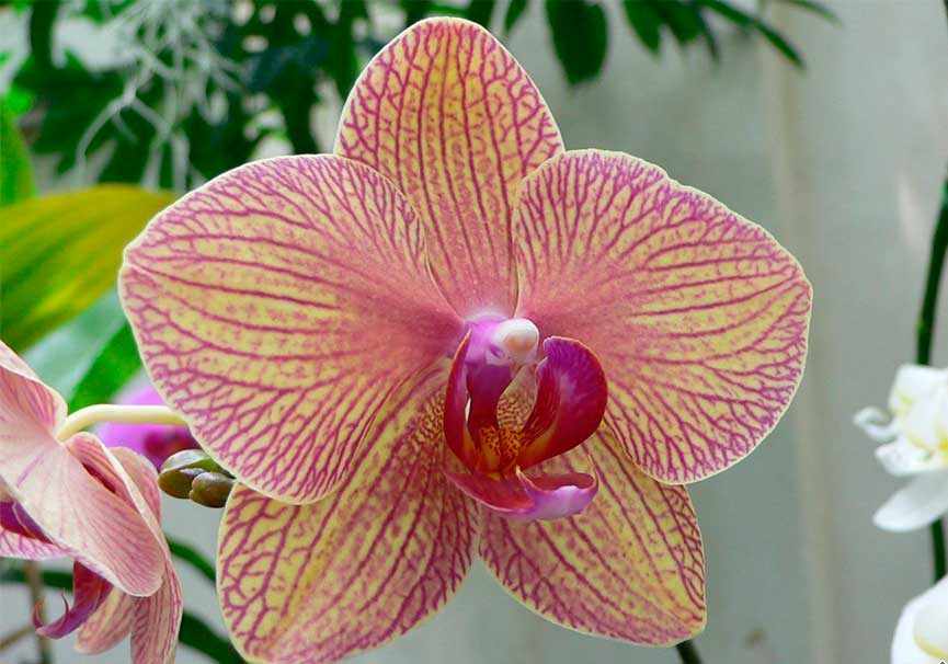 Разведение орхидеи