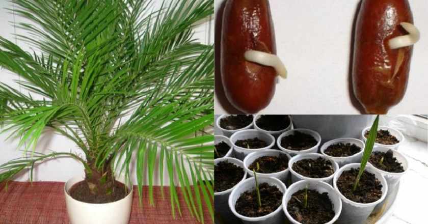 Размножение финиковой пальмы семенами