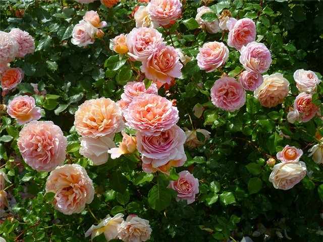 Фото розы абрахам дерби