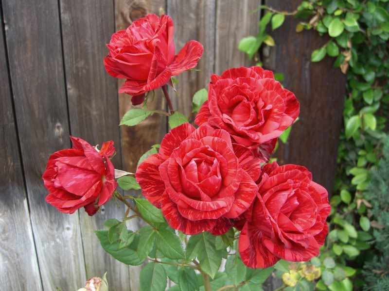 Роза Ред Интуишн условия выращивания