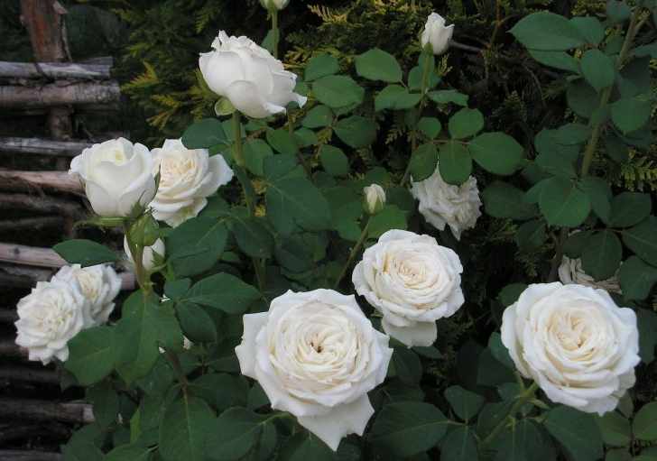 Чайно-гибридная роза Анастасия